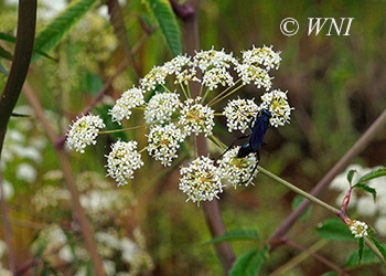 Apiaceae (Carrot)